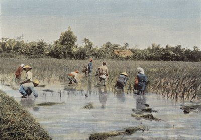 Rice Harvest by European Photographer